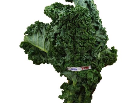 kale - McCarnety Online Sale