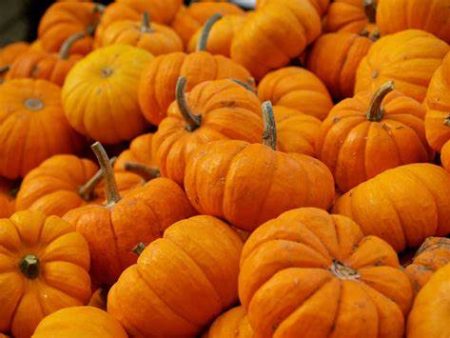 Mini Pumpkin Online Sale