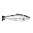 Atlantic Whole Salmon Online now