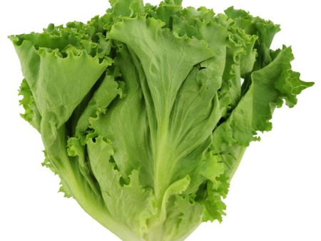 Green Leaf Lettuce - Habegger Produce For Discount