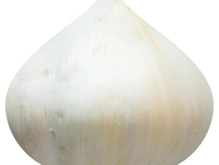 Garlic Fashion