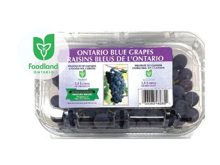 Ontario Blue Grapes For Cheap